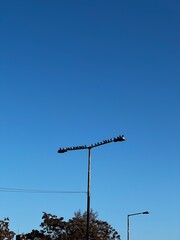 Flock of Birds Resting on Street Light Post with Blue Sky