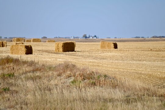 large square hay bales in a field