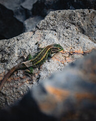 Close up into a lizard when sheds its skin