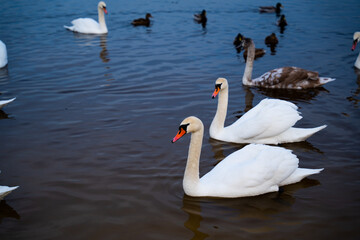 A group of swans on the lake feed during the day