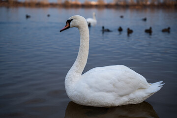 A group of swans on the lake feed during the day