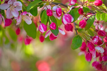 Lush spring bloom of pink apple and cherry flowers.