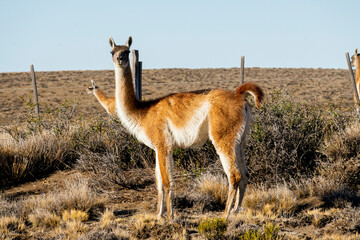 Patagonian guanaco. Wild animal nature.