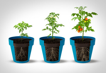 Gradual growth of tomatoes. Life cycle of a tomato plant, leaf, flower and fruiting stages. Cutaway flower pot. 3d flat style cartoon illustration isolated on white background - 564363882