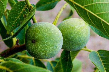 green walnut on walnut tree in the garden, healthy food background