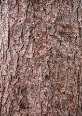 Obraz premium Pine bark texture close up.