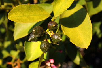 Tiny green lemons on branches of a lemon tree