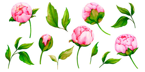 Set of watercolor pink peonies isolated on white background. Collection of botanical illustrations for the design of invitations, cards, greetings, logos, labels, stationery. Wedding, birthday design.