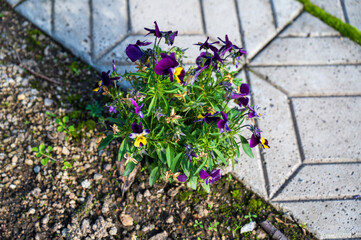 Fototapeta premium Green Viola tricolor plant with purple-blue-yellow flowers grows next to gray concrete pavement.