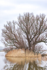 Naklejka na ściany i meble Large tree in flooded area near ferry pond Olsterveer with sculpture crossing IJssel river in Olst Wijhe Welsum in Overijssel in The Netherlands