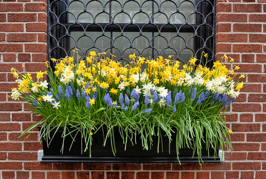 daffodi in planter hanging from window sill