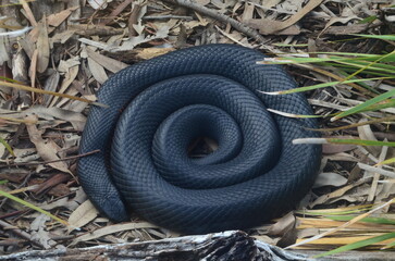 Wild Snake
