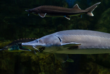 Kaluga sturgeon, huso dauricus. Fish in water.