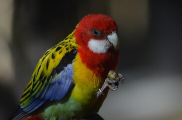 Tropical Parrot