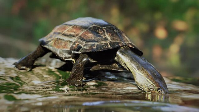 3D animation and rendering reeve's pond turtle eating water in the natural.3D rendering realistic animal pet.