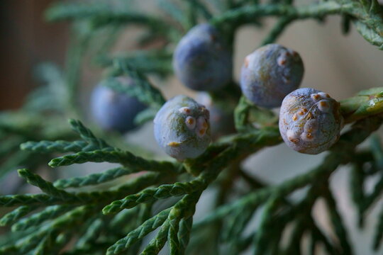 Background with evergreen shrub; leaves and fruits of juniperus scopulorum
