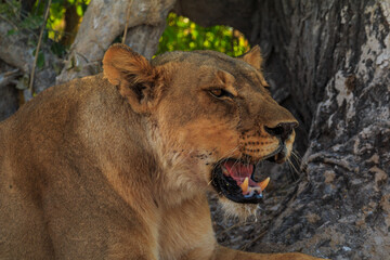 Lion in natural habitat in Etosha National Park in Namibia.