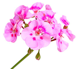 Fototapeta na wymiar Fleurs de géranium zonal rose 