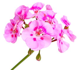 Fleurs de géranium zonal rose	