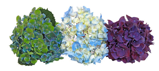 Fleurs d'hortensia de différentes couleurs	