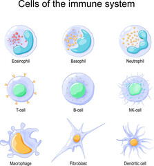 immune system. White blood cells or leukocytes