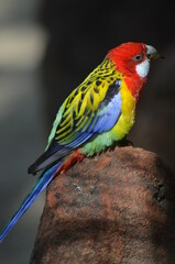 Tropical Parrot