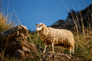 Sheep in the field. Sheep in the countryside