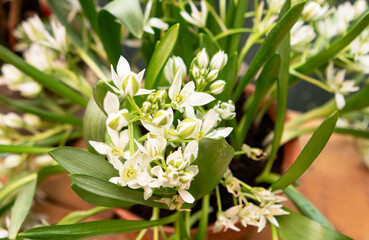 spring white flowers in the garden