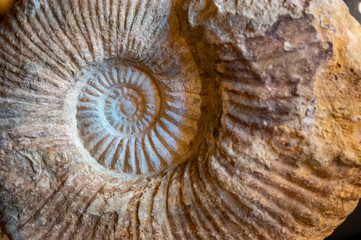Ammonoids fossils background, group marine mollusc animals ammonites, is found to specific geologic time periods © barmalini