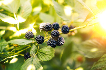 Ripe fresh blackberries in the fruit garden.