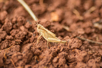 Macro of  locust
