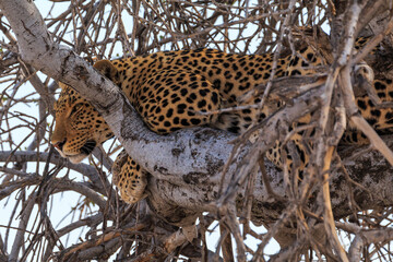 Leopard on a tree in natural habitat in Etosha National Park in Namibia.