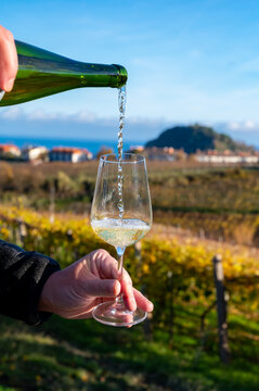 Pouring of txakoli or chacol&iacute; slightly sparkling very dry white wine produced in Spanish Basque Country on vineyards in Getaria in autumn, Spain