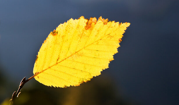 beech leaf