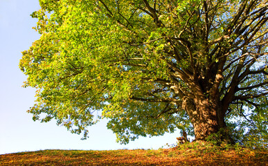 old green linden tree  photographed from below,