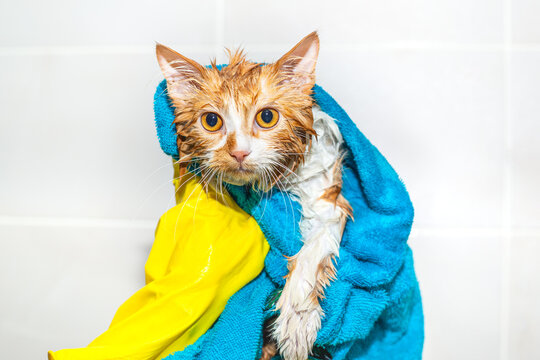 Bathing the cat in the bathtub. Clean Wet red frightened kitten wrapped in a towel looks at the camera