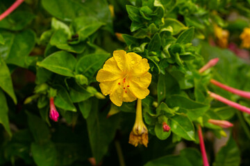 Obraz premium yellow flowers