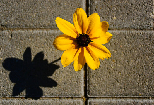 Yellow Daisy Flower Closeup. Blurred Concrete Sidewalk And Concrete Brick Background. Flower Growing Through The Narrow Joint Or Cracks. Survival, Perseverance And Persistence Concept. Selective Focus