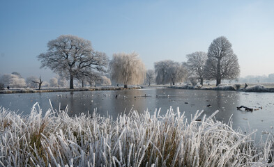 Beautiful wintery scene of hoar frost on trees and grasses in Bushy Park