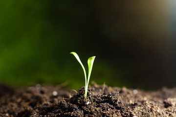 Seedlings grow from the soil, behind a green background. Photo close.