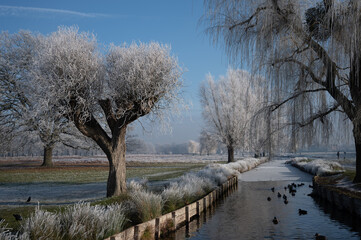 Beautiful wintery scene of hoar frost on trees and grasses in Bushy Park