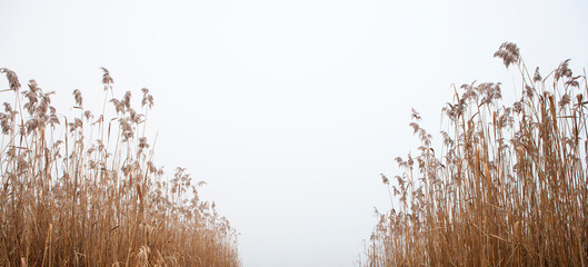 reed belt at the lake in the morning mist,