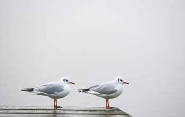 two seagull sit on the bridge by the lake,
