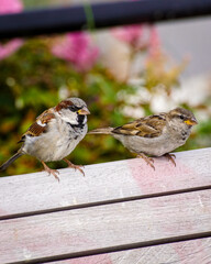 sparrow on a fence