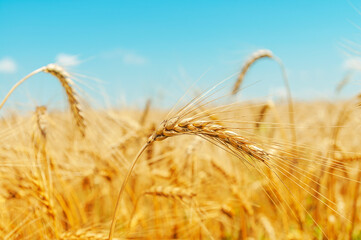 A field of golden color with ripe wheat and blue sky over it. Field of Southern Ukraine with a harvest. Ukrainian agriculture landscape. Soft focus.