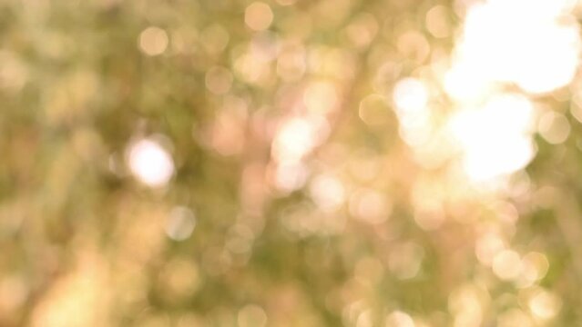 Beautiful bokeh background. Blurred branches swaying in slow motion in bright daylight. Moving gold, shiny lights, defocused light reflections. Motion graphics.