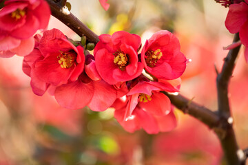 Red flowers of Japanese quince ornamental shrub. Flowering in early spring. genomeles