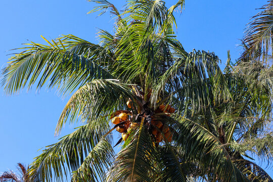Portrait of coconut trees on the beach with ripe and orange coconuts
