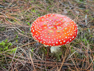 Close up of Amanita muscaria mushroom, commonly known as the fly agaric or fly amanita, New Zealand.
