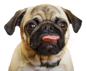 PNG. dog pug. little dog. dog's head. dog muzzle with pink tongue